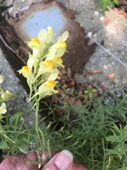 Linaria vulgaris