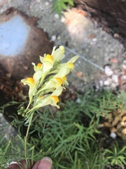 Linaria vulgaris