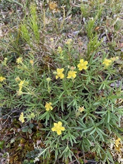 Potentilla biflora