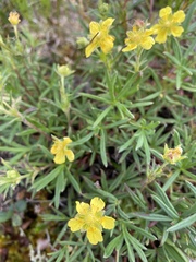 Potentilla biflora