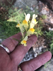 Linaria vulgaris