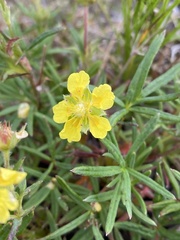 Potentilla biflora