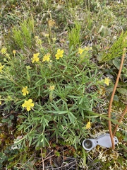 Potentilla biflora