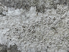 Lecanora intumescens