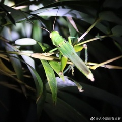 Hieroglyphus tonkinensis