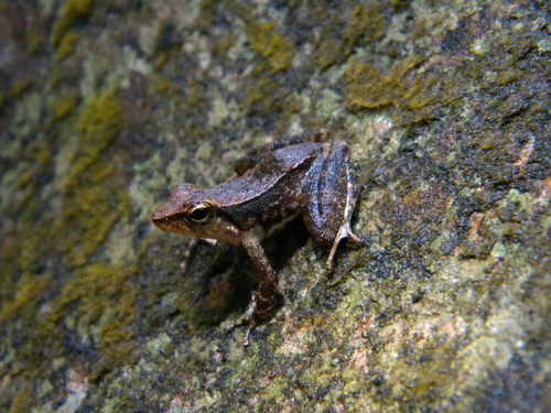 Kallar Dancing Frog, Micrixalus herrei