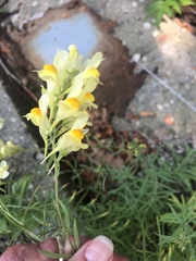 Linaria vulgaris