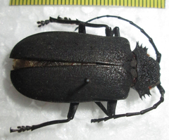 Pixodarus nyassae