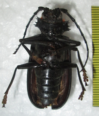 Pixodarus nyassae