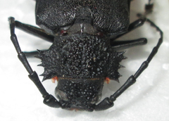 Pixodarus nyassae