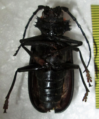 Pixodarus nyassae