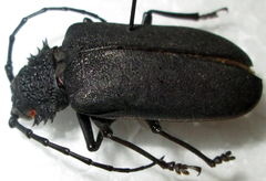 Pixodarus nyassae