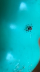 Salticidae