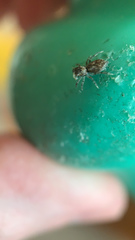 Salticidae