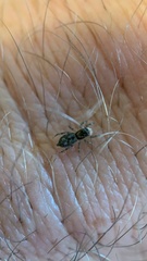 Salticidae