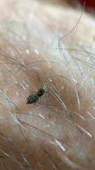 Salticidae