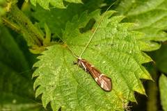 Athripsodes albifrons