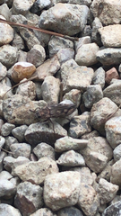 Chalcophora virginiensis