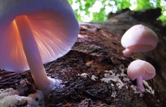 Pluteus semibulbosus