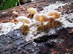 Pluteus semibulbosus