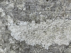 Lecanora intumescens