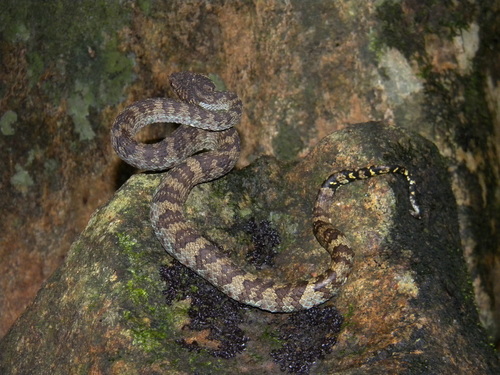 Photo of a Travancore Pit Viper (Craspedocephalus travancoricus)