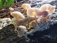Pluteus semibulbosus