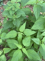 Ageratina altissima