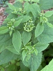 Ageratina altissima