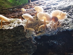 Pluteus semibulbosus