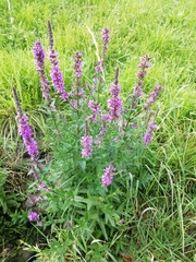Lythrum salicaria