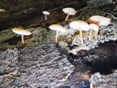 Pluteus semibulbosus
