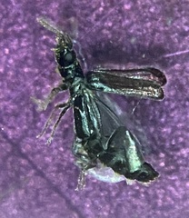 Micromalthus debilis