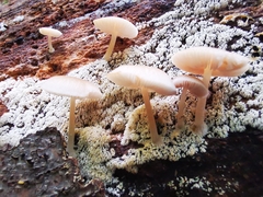 Pluteus semibulbosus