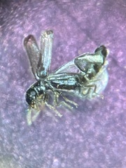 Micromalthus debilis