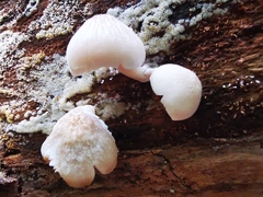 Pluteus semibulbosus