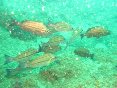 Pomadasys striatus