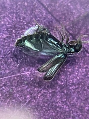 Micromalthus debilis