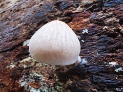 Pluteus semibulbosus