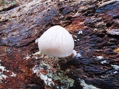Pluteus semibulbosus