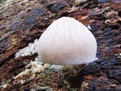 Pluteus semibulbosus