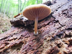 Pluteus semibulbosus