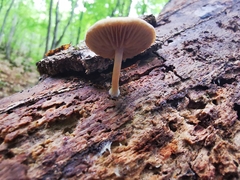 Pluteus semibulbosus