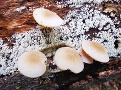Pluteus semibulbosus