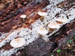 Pluteus semibulbosus