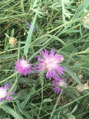 Centaurea jacea