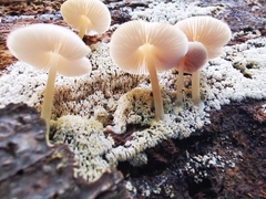 Pluteus semibulbosus
