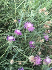 Centaurea jacea