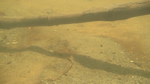 Redigobius balteatus