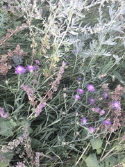 Centaurea jacea